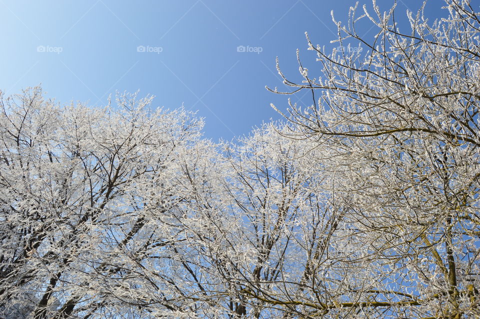 Low angle view of snowy bare trees