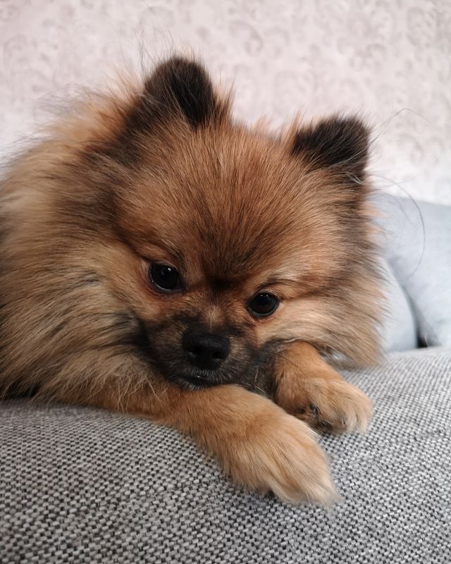 Sleepy pomeranian