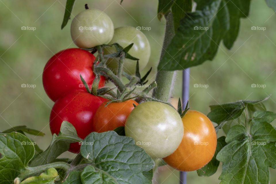 A beautiful cluster of cherry tomatoes with a variety of ripeness hangs on the vine. 
