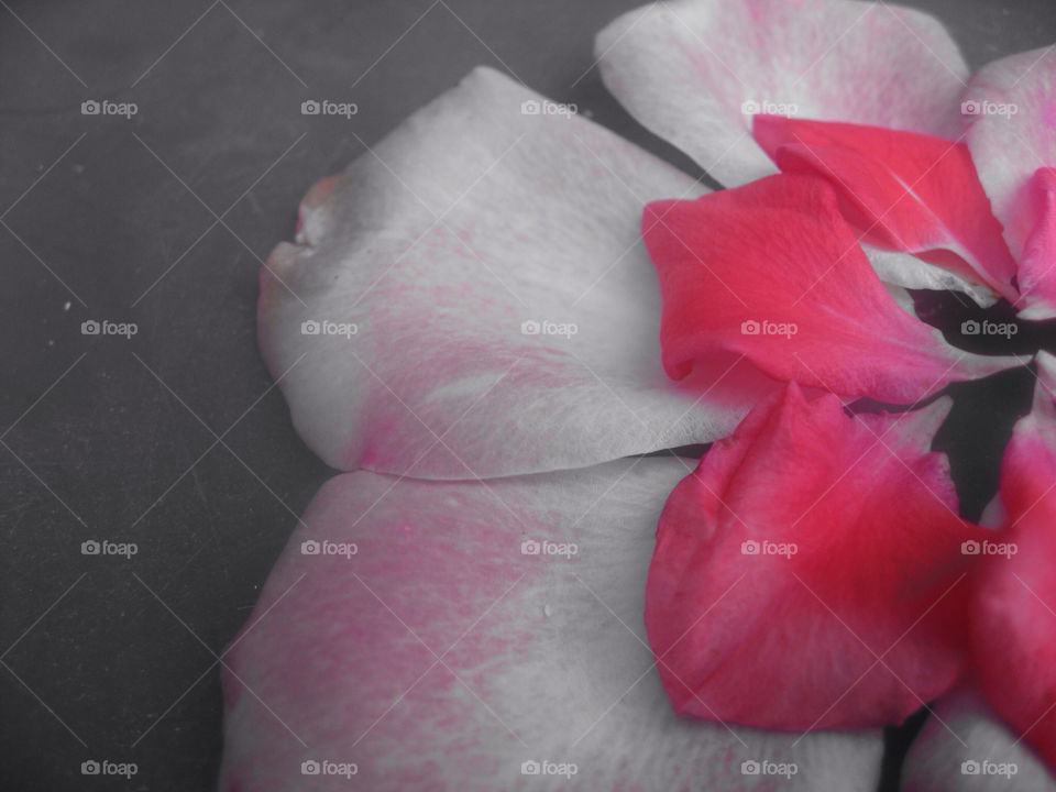 pink flower grey rose by i_ivanov