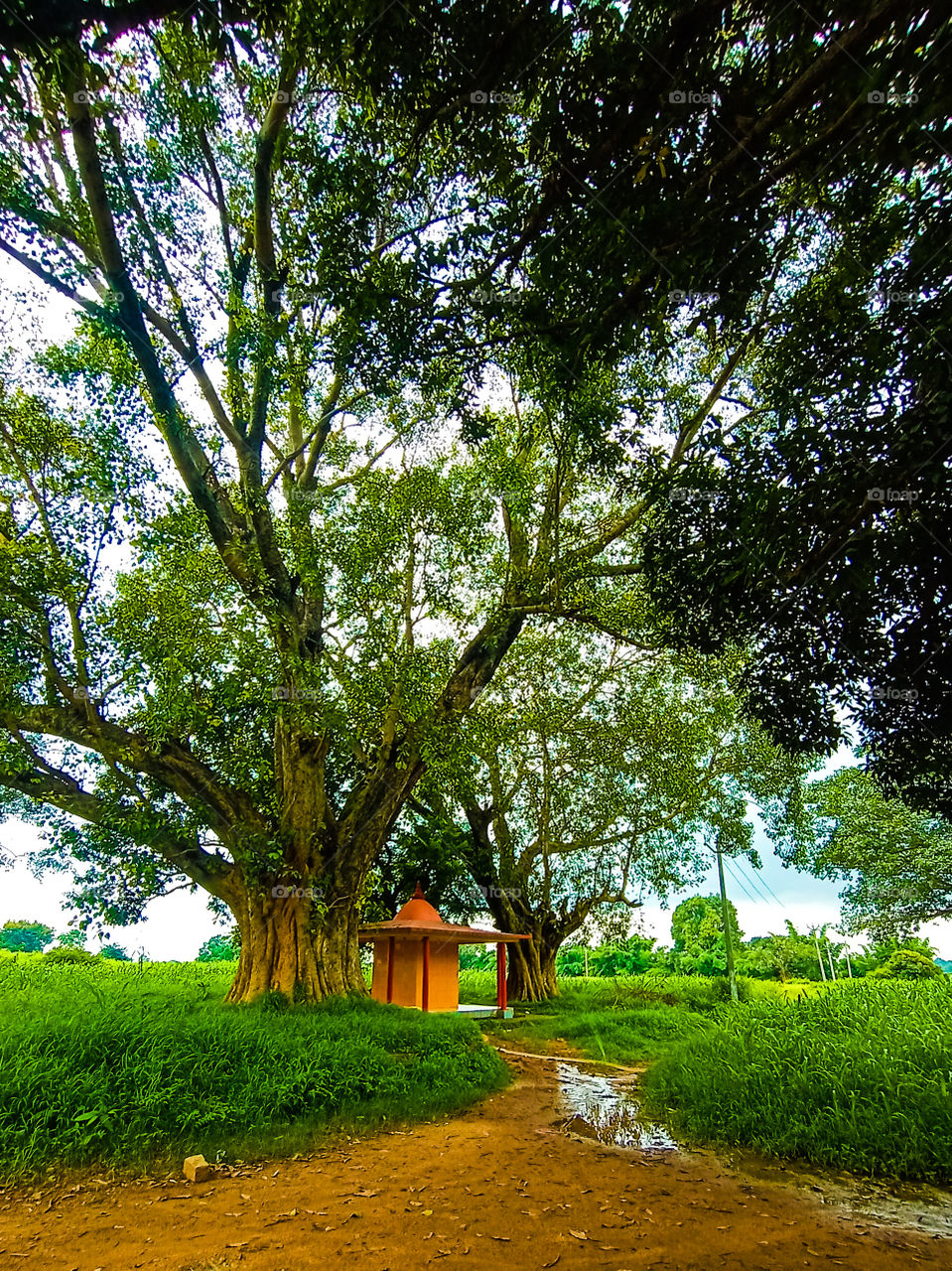 nature welcomes you always ❣️ just open your hands wide and go to nature ... 
beautiful garden greenery all around , the cool mist air touching your face and welcoming you ❣️