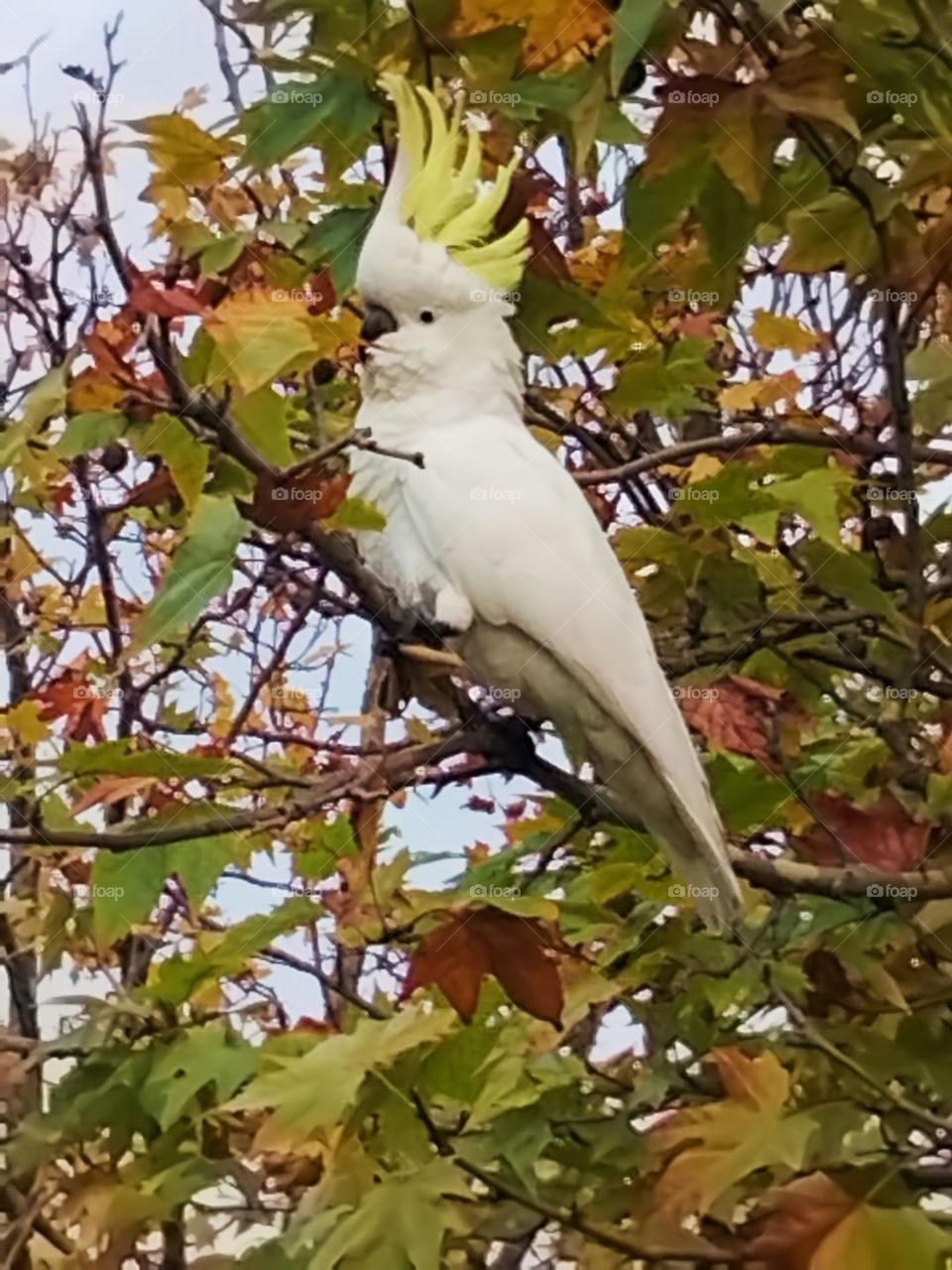 From the ground looking up at a yellow crested cockatoo in a tree with autumn leaves