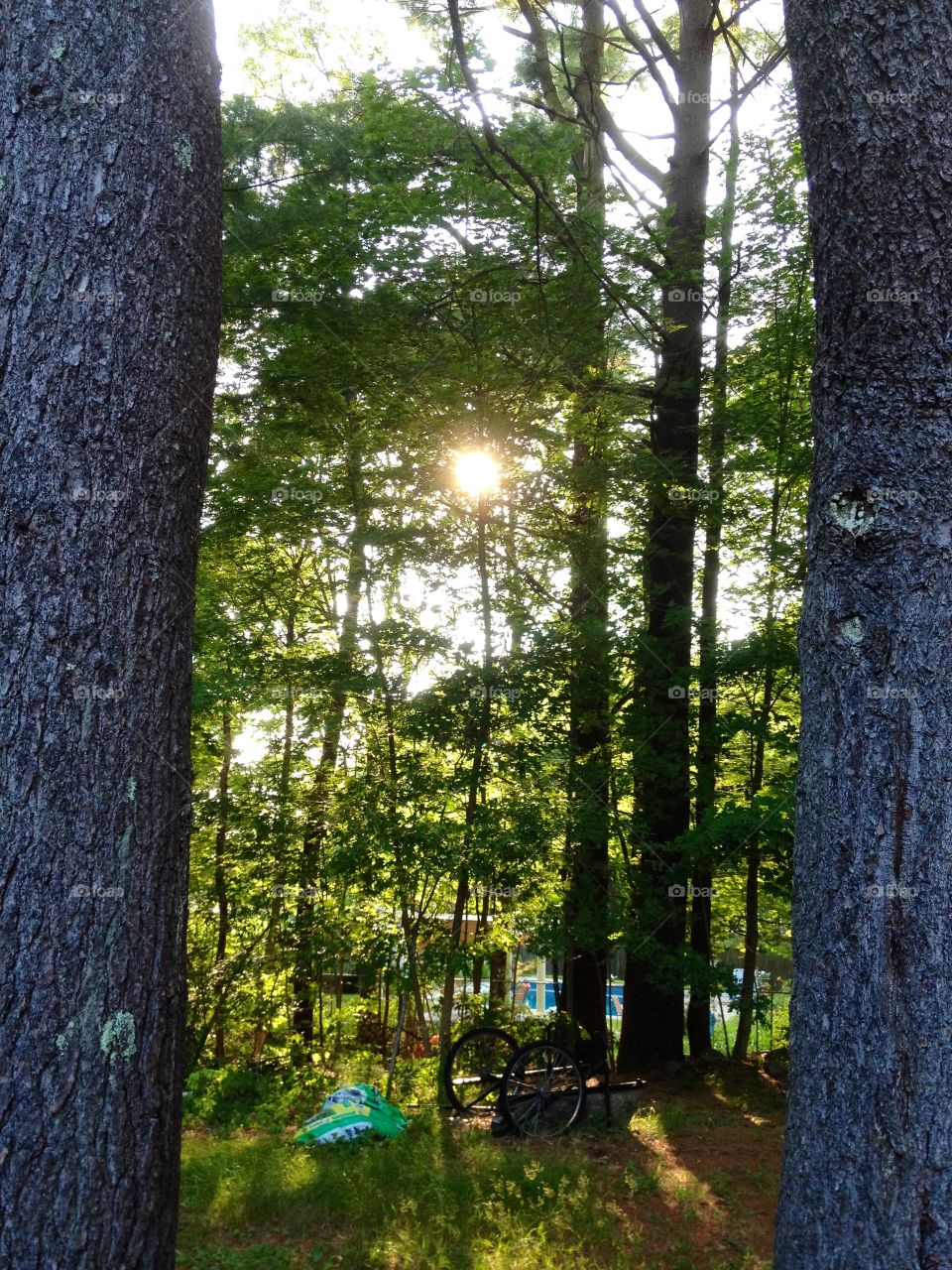 Early sunset seen while hiking in the forest. Save these trees, The Forest Is Our Home!