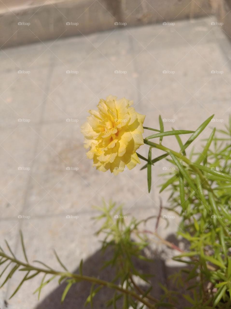 yellow flower shurb small in size fresh seasonal looking very beautiful generally found everywhere