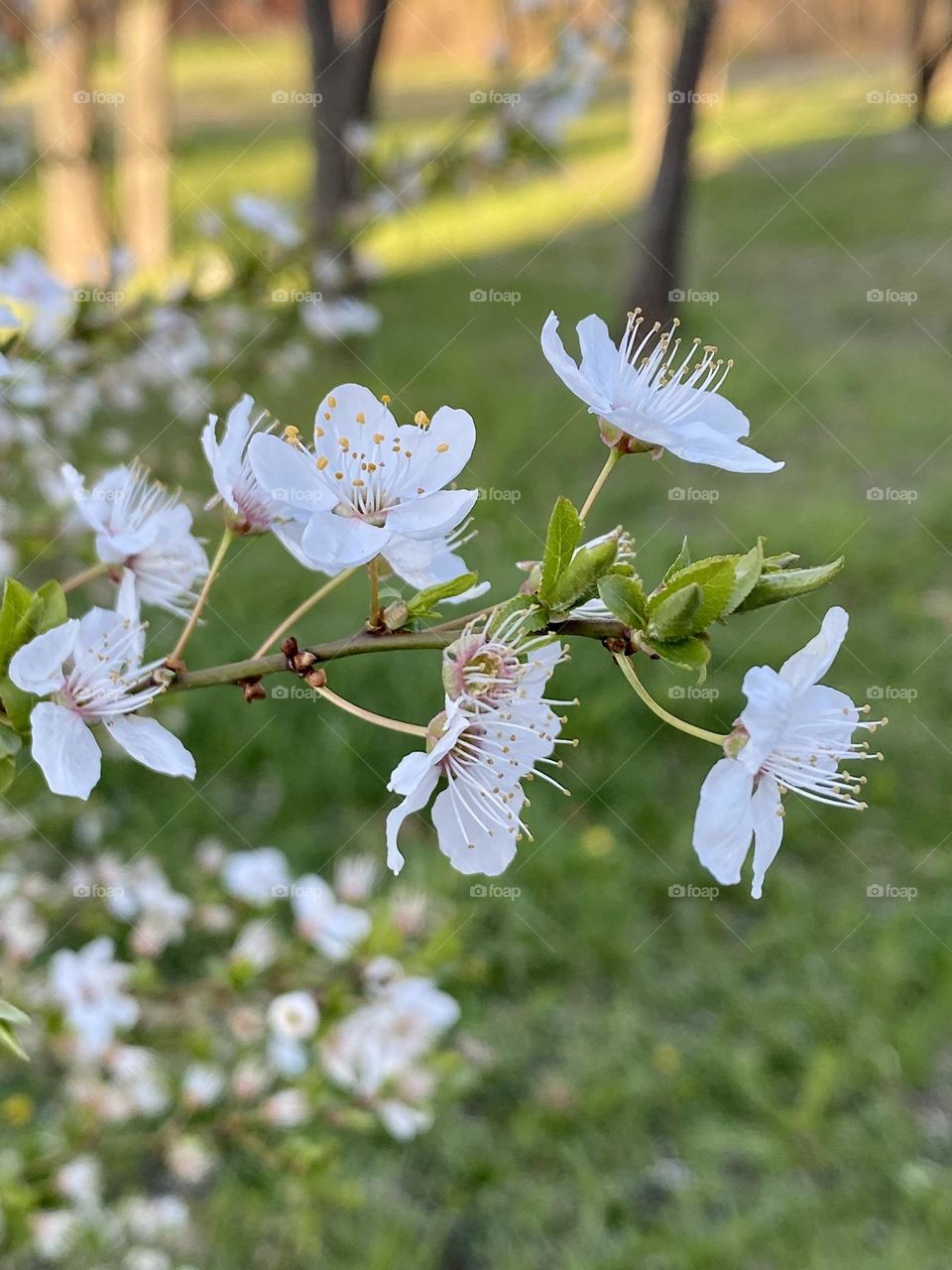 Branch with white blossoms in the park 