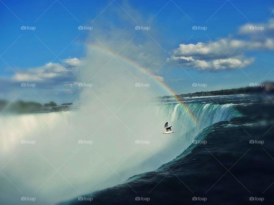 Niagra Falls and seagulls flying by a rainbow and the mist