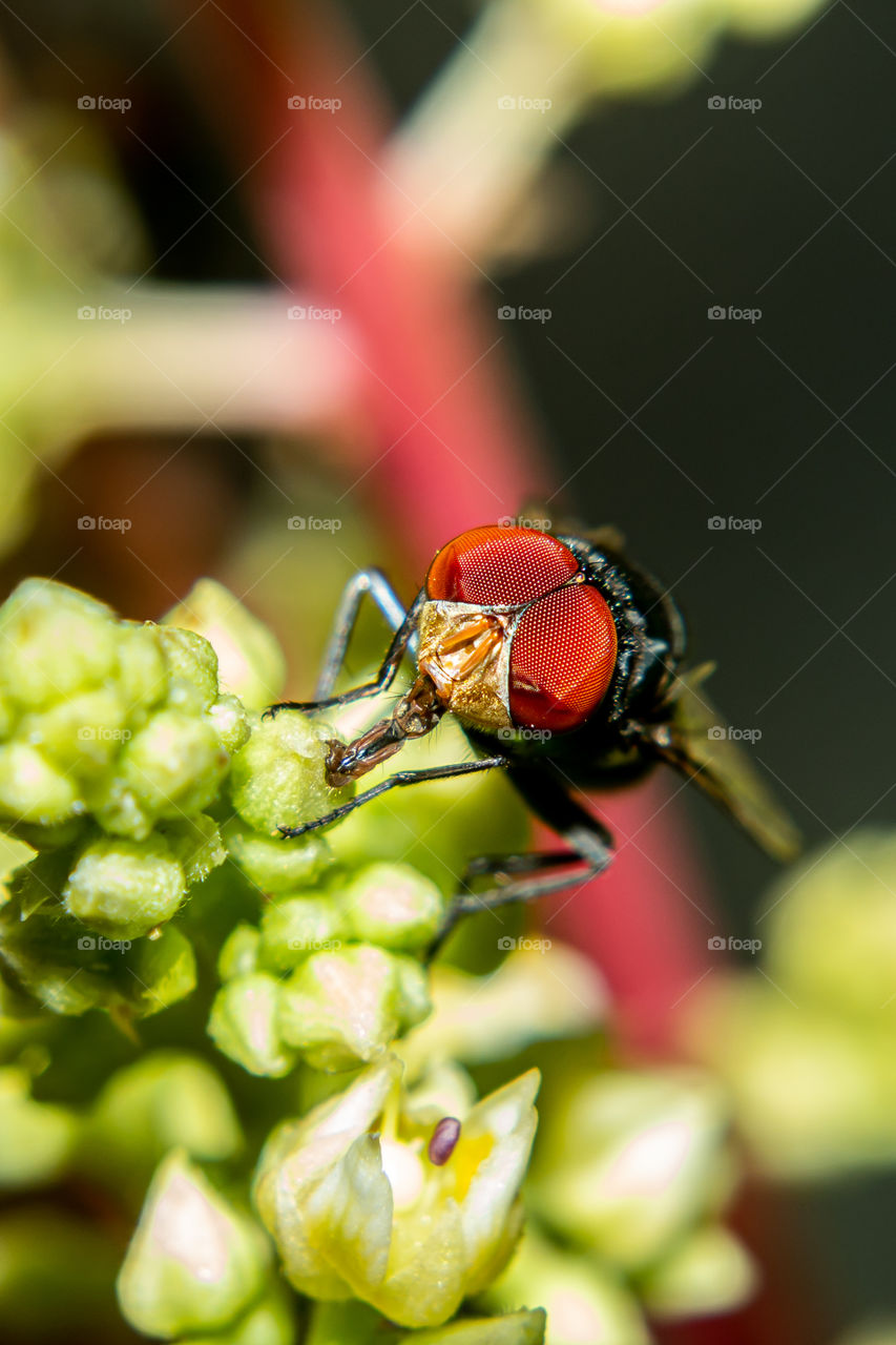 Pollination