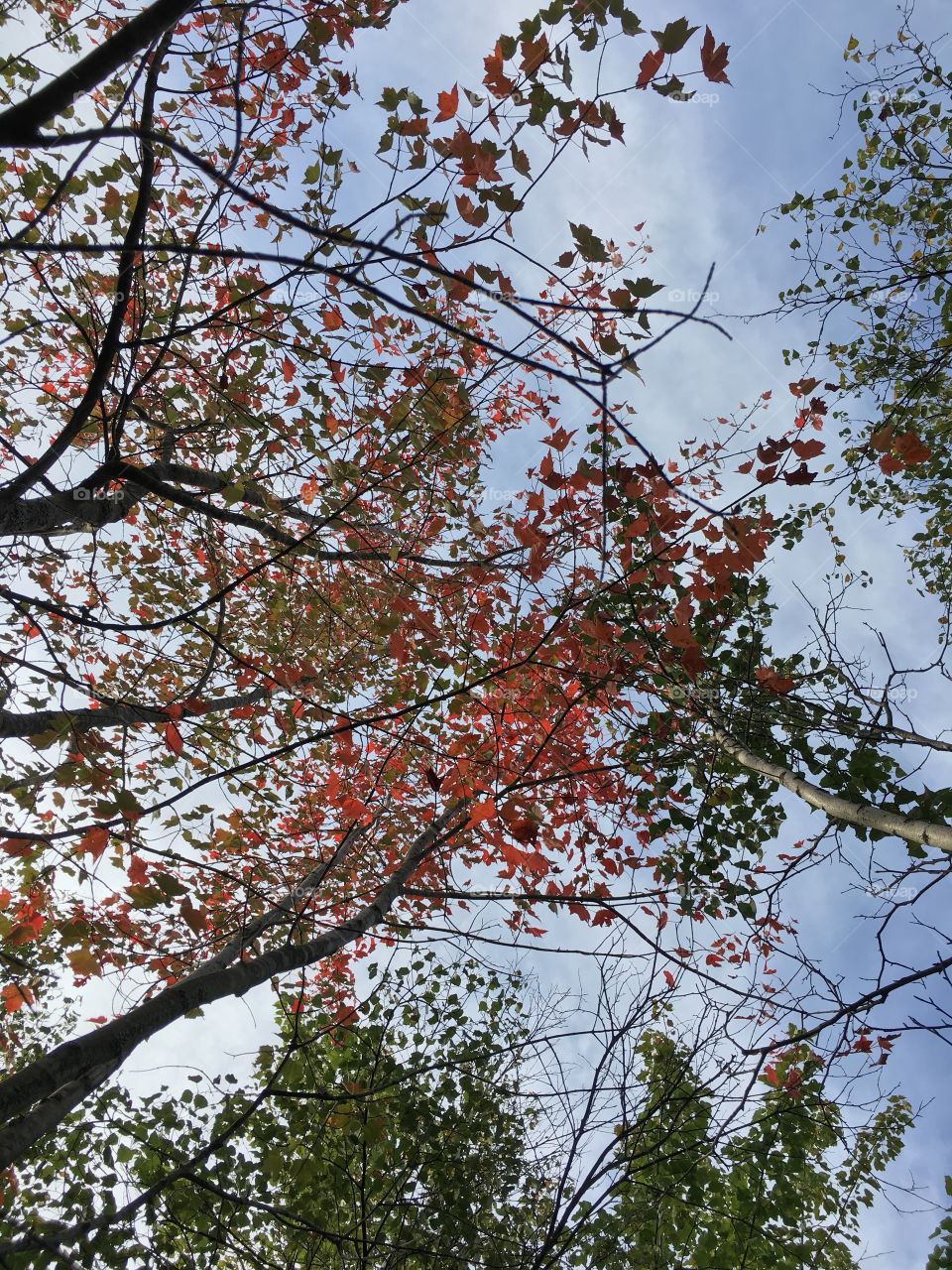 Red leaves against sky