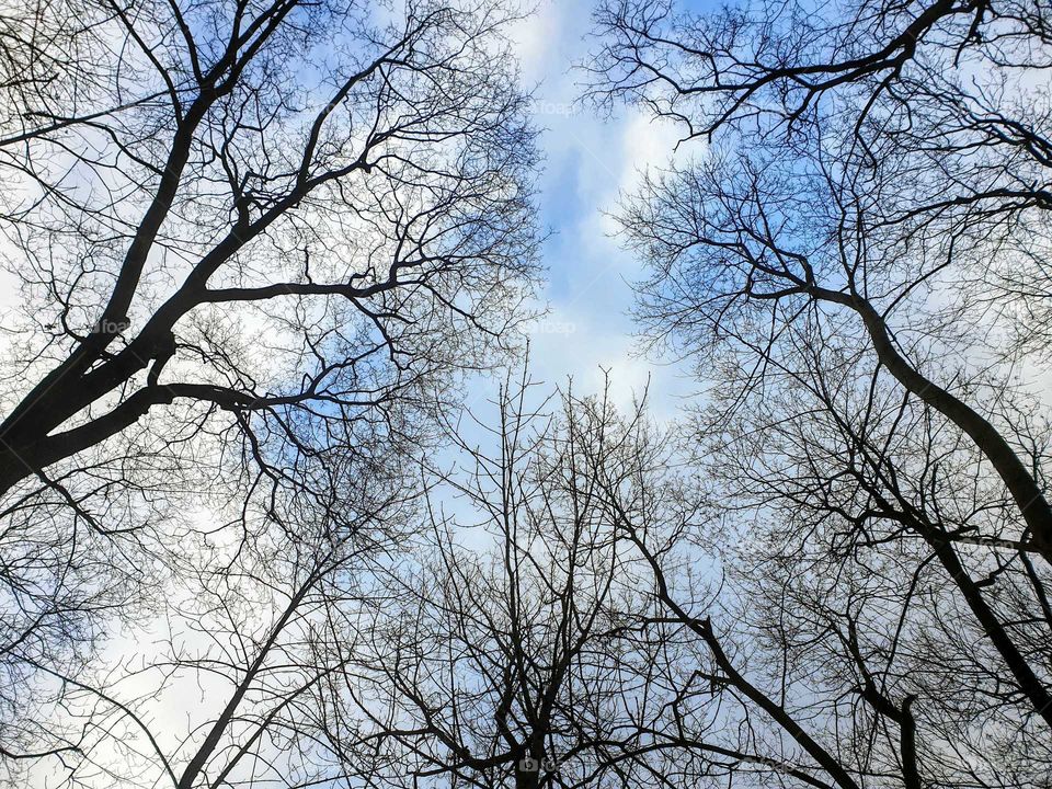 Trees on a cloudy Sky.