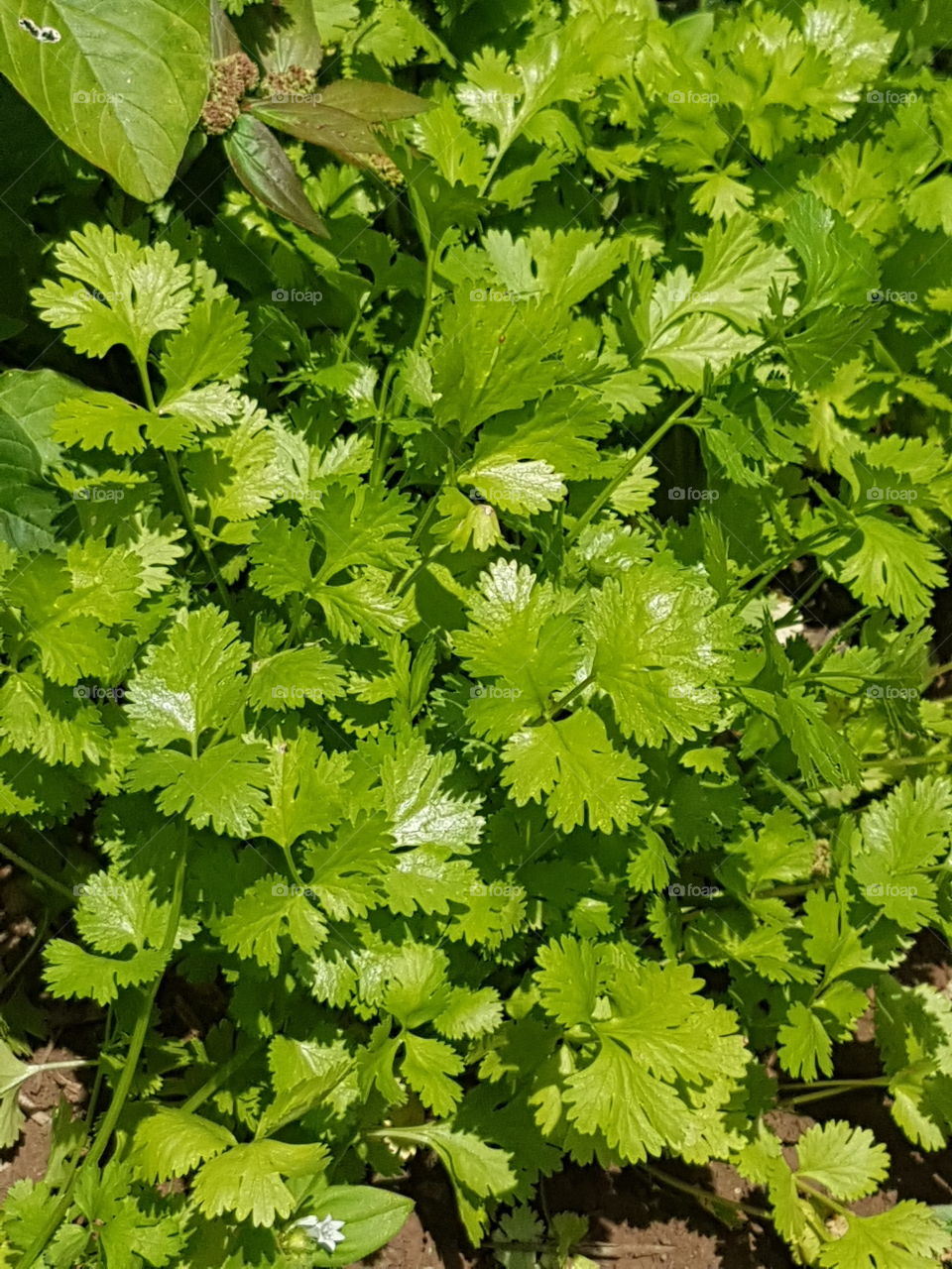 finally I have some parsley/corriander on  my garden.