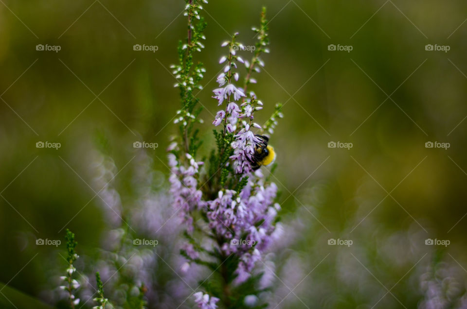 Purple erica and a bumblebee.