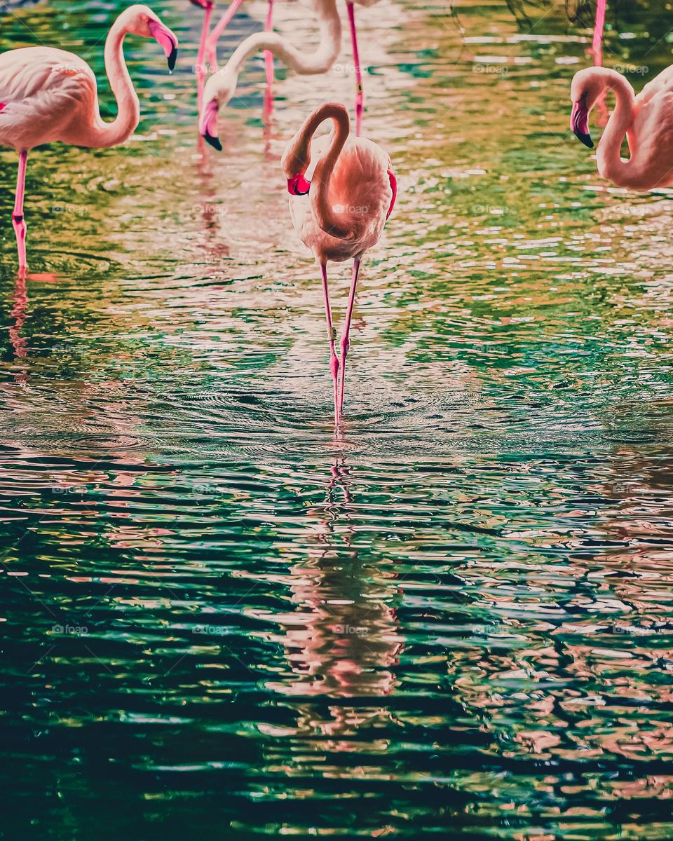 flamingo dancing
