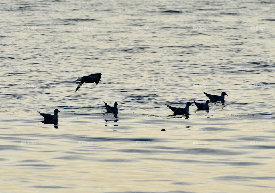 Seagulls at sunset 