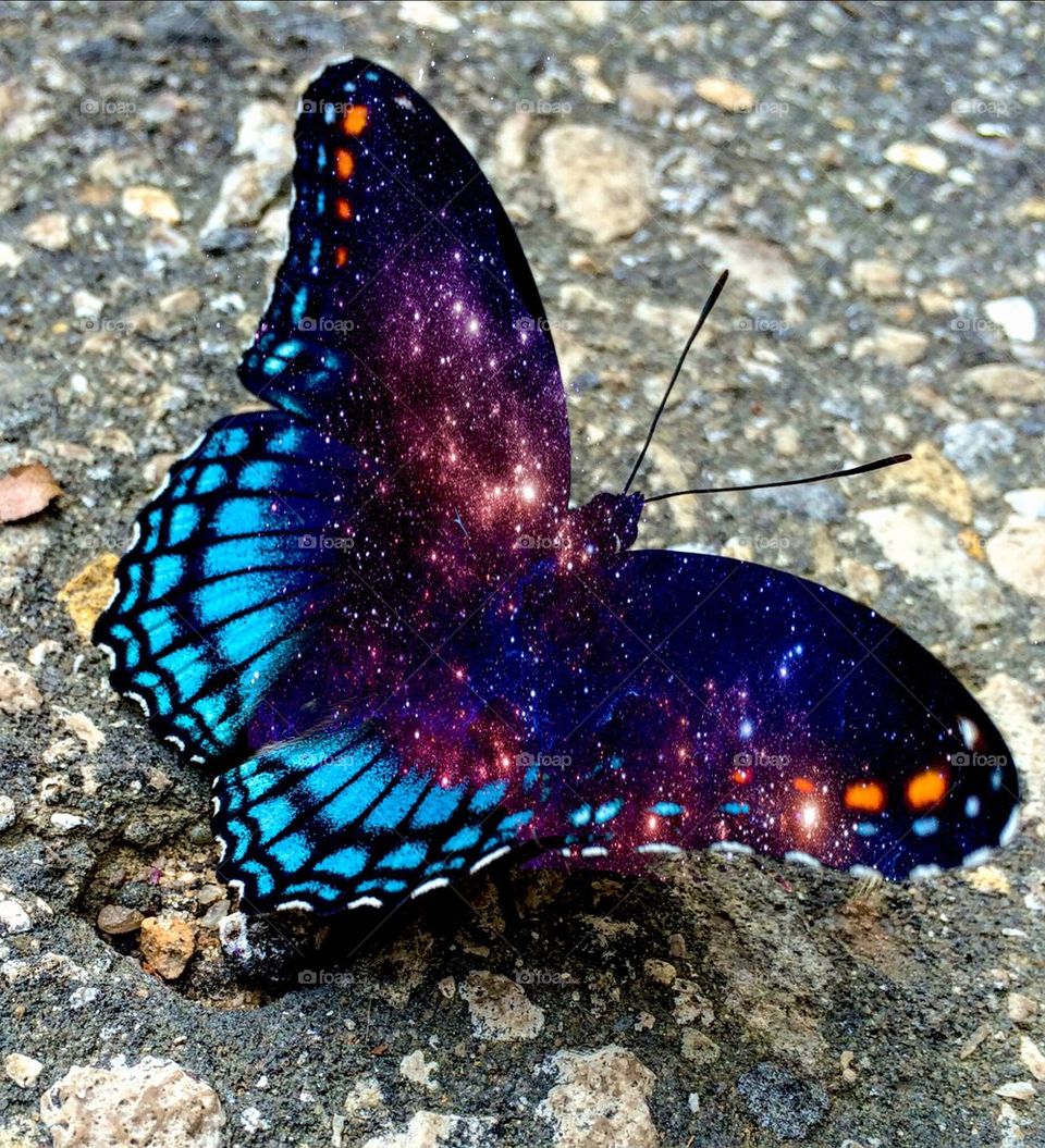 High angle view of butterfly