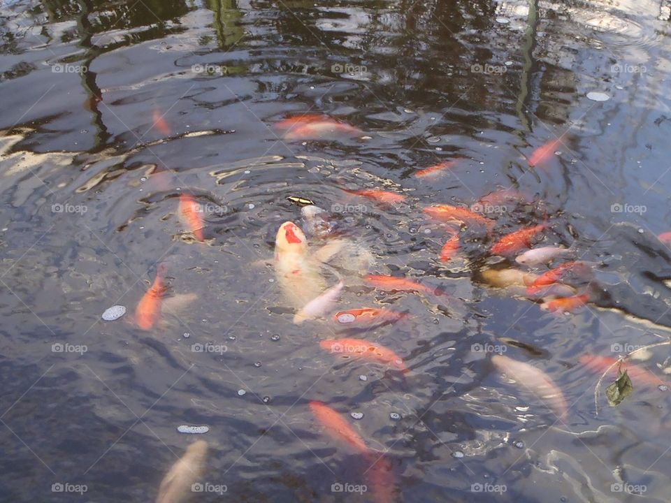 Koi catching a butterfly 