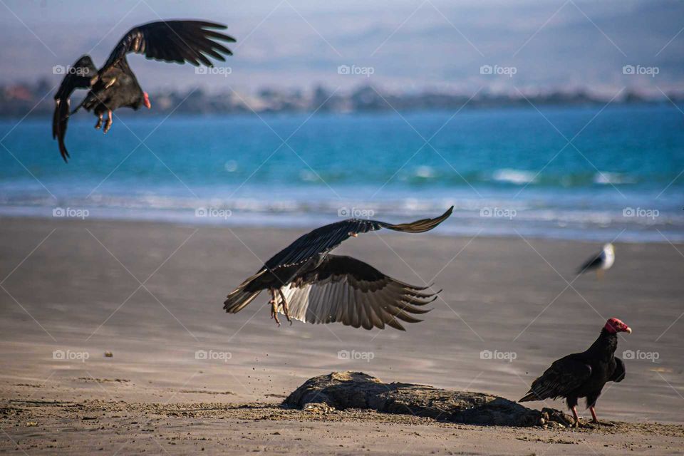 vultures feeding on a dead animal on the coast