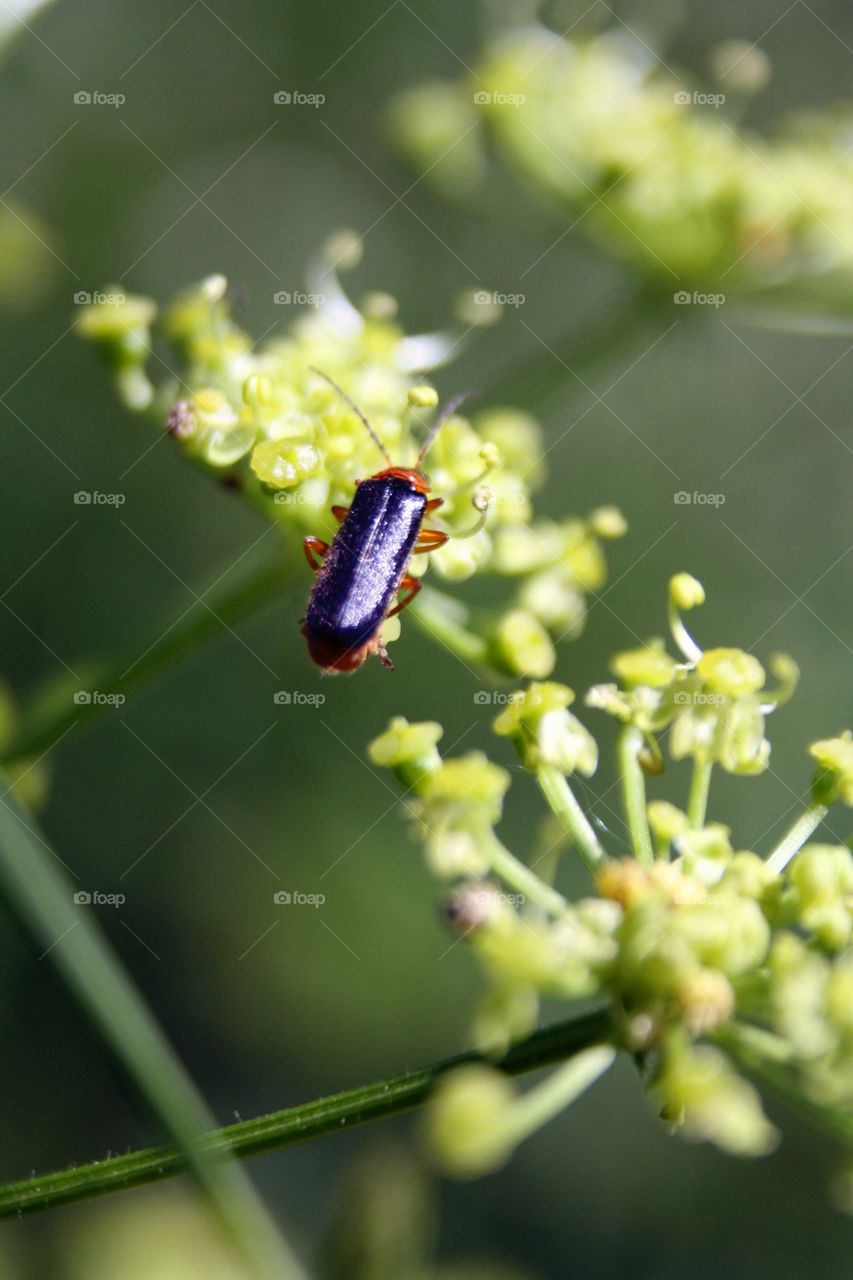 Beetle on plants