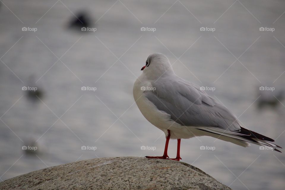 Seagull perching on rock