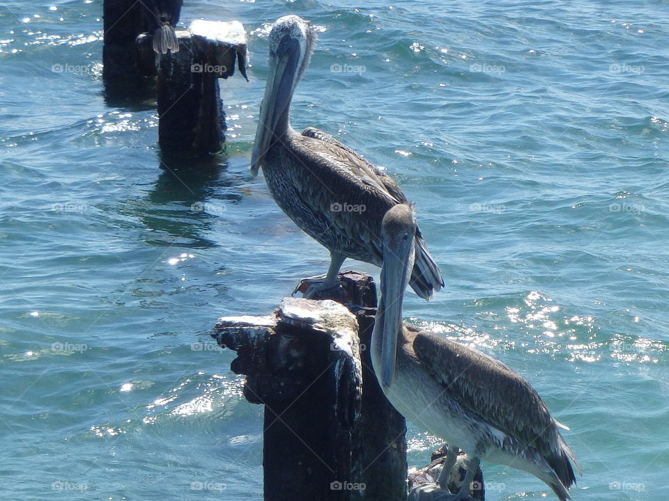 Pelicans