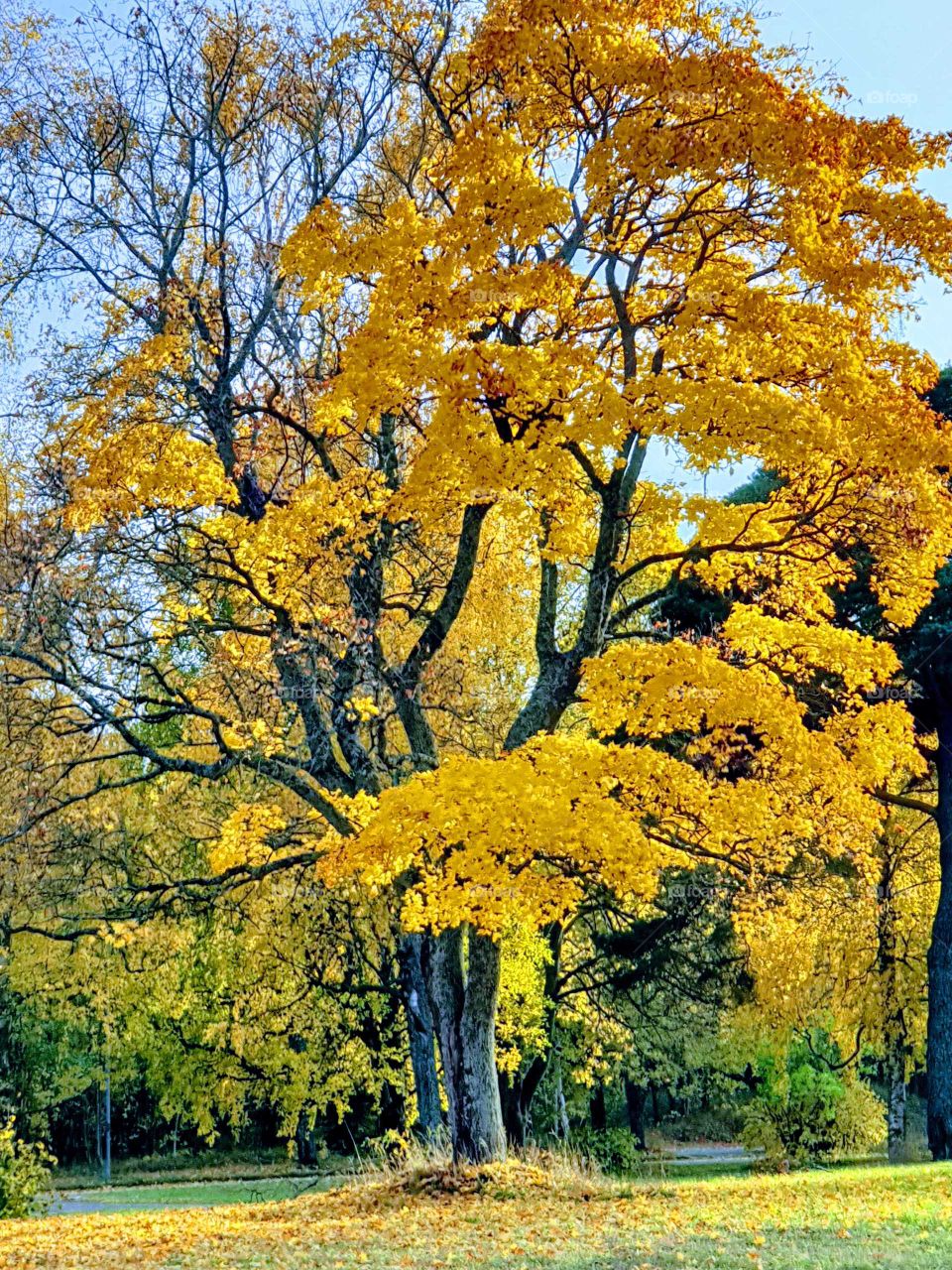 yellow leafs