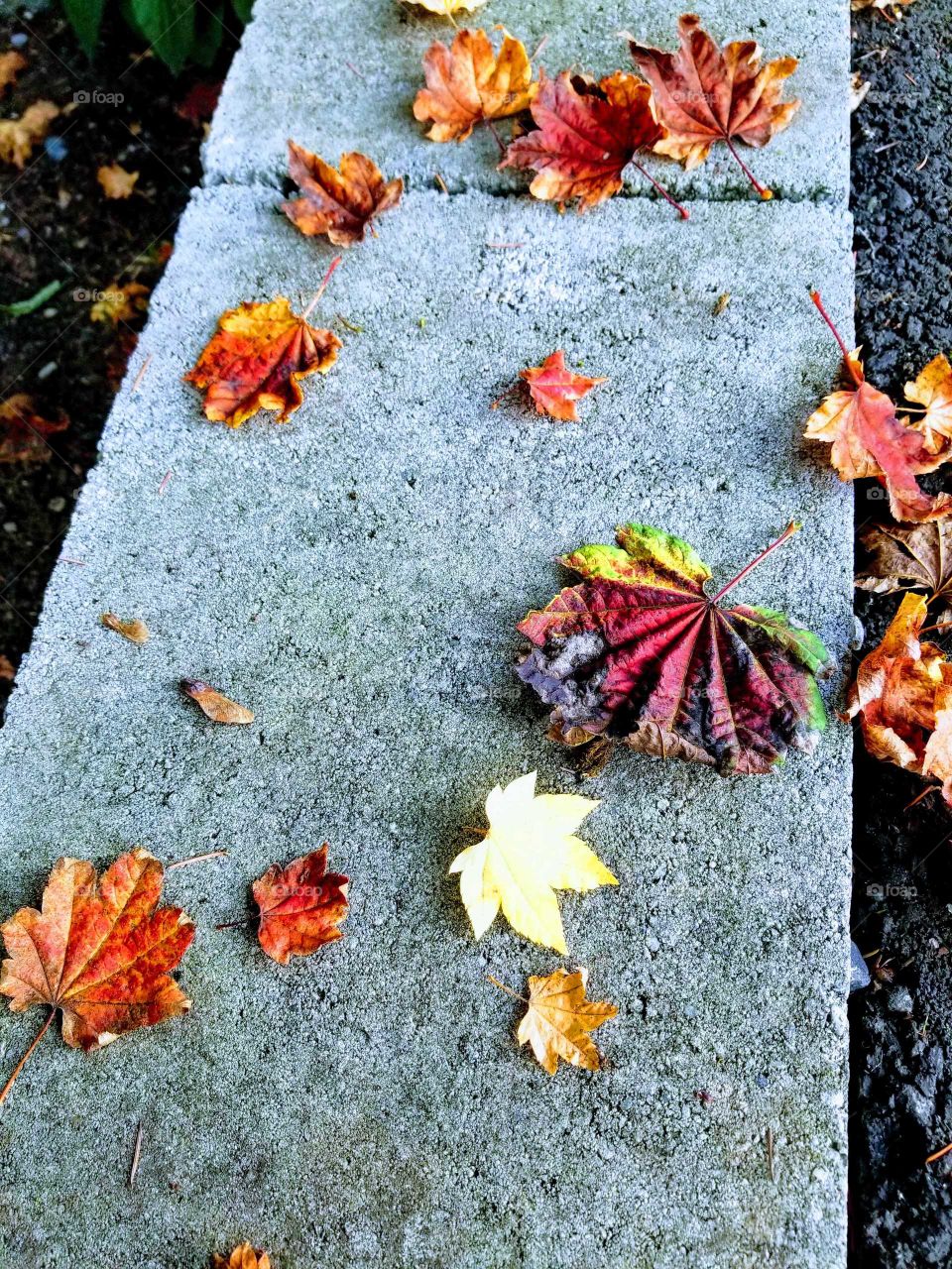 colorful leaves on a sidewalk