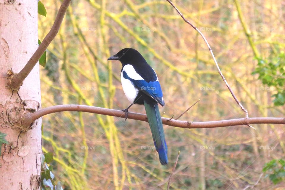 Hello magpie !