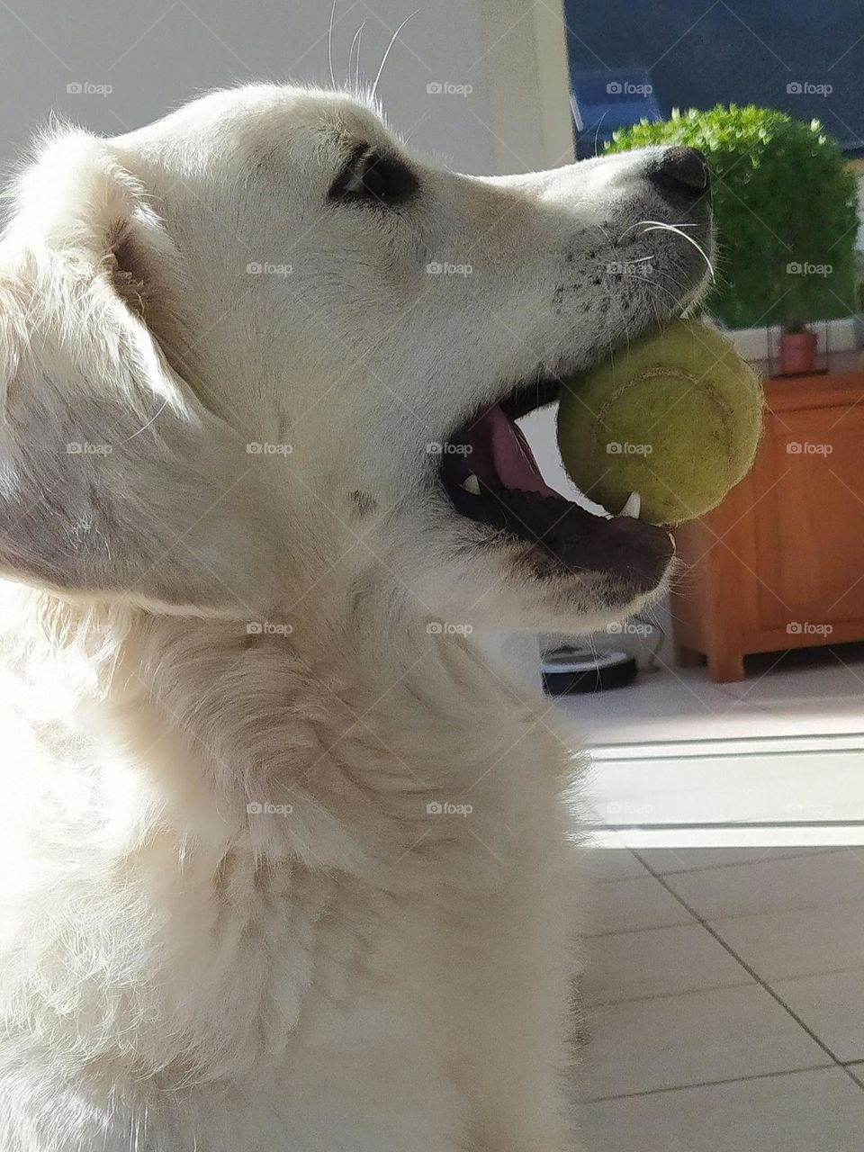 My dog ​​brings me a lot of joy in everyday life and comfort in difficult times. He is always ready to play and he knows how to make me laugh.