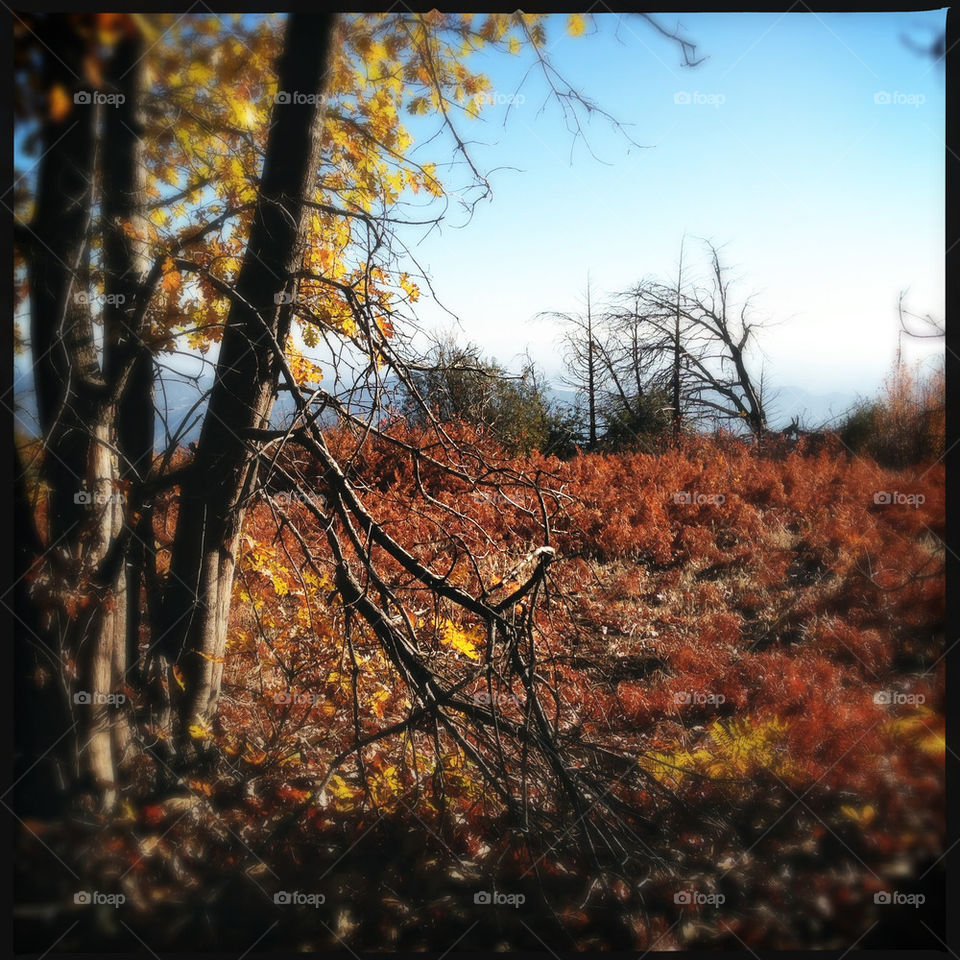 landscape yellow nature outdoors by ninjacentral