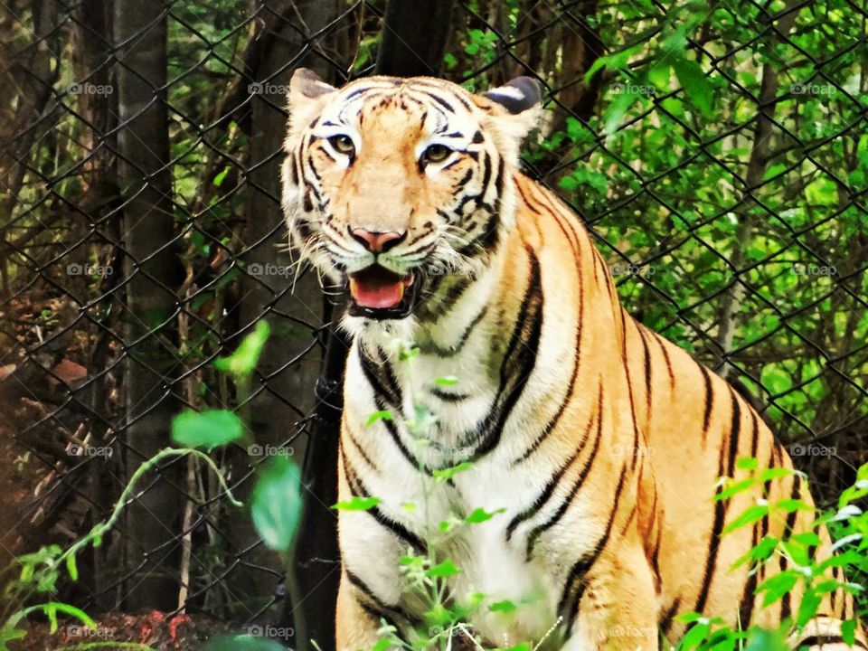 bengal tiger