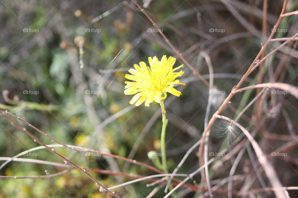 It is a yellow flower. Around are dry branches. There is also a spider web. I have taken the photograph from close up so that the flower can be better appreciated.