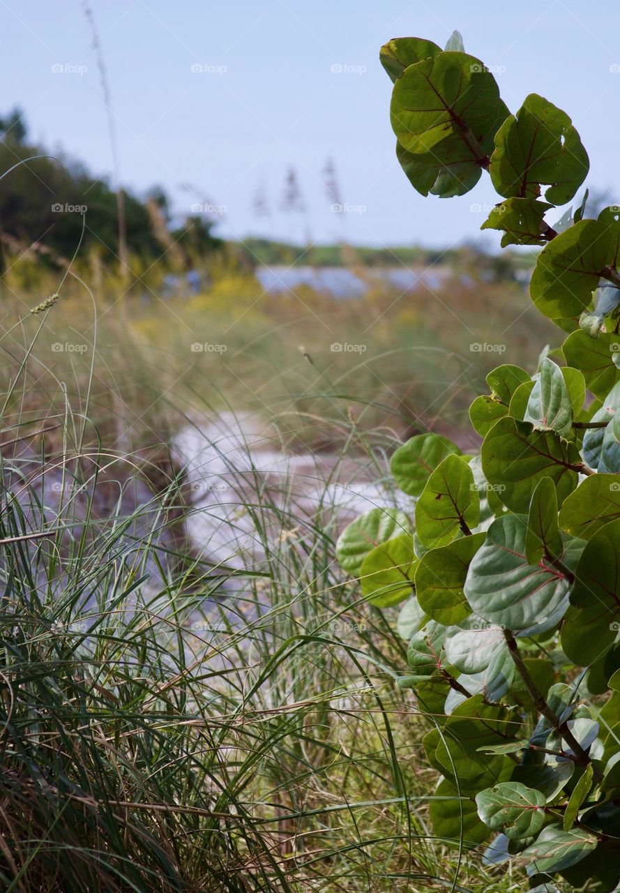 Sea Grapes & Sea Grasses