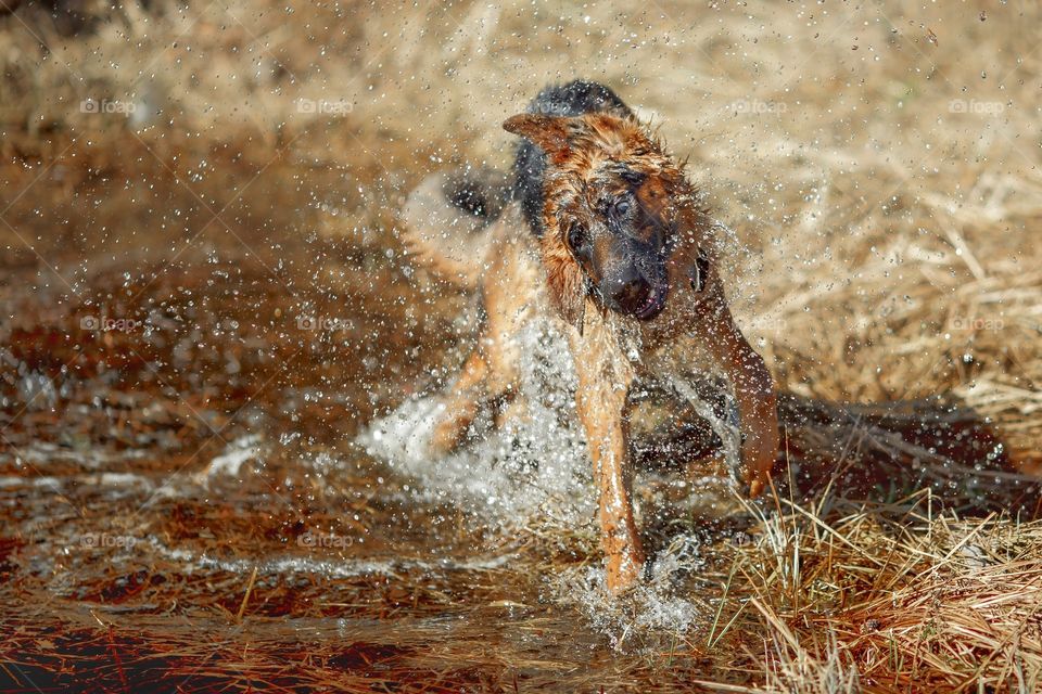 German shepherd dog outdoor have fun in a spring pond 