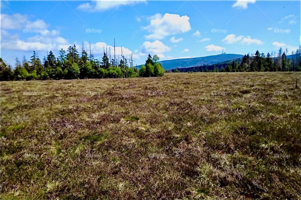 This is a peat moor near „Torfhaus“ in „Harz“, „Saxony-Anhalt“ in former „East Germany“, the „DDR“ or „German Democratic Republic“. Over 36 hectares big it is also located in „Harz National Park“. 2024. Hypnotic Productions