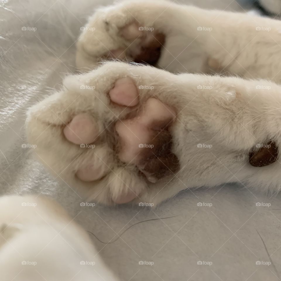 Cat paw toe beans