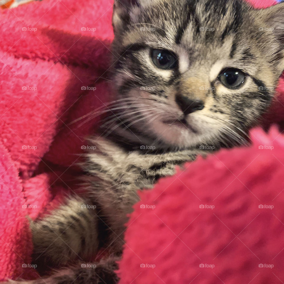 Small kitten looking 