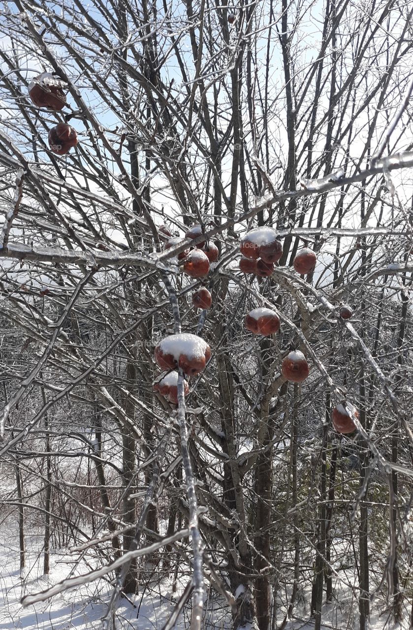 icy red apple