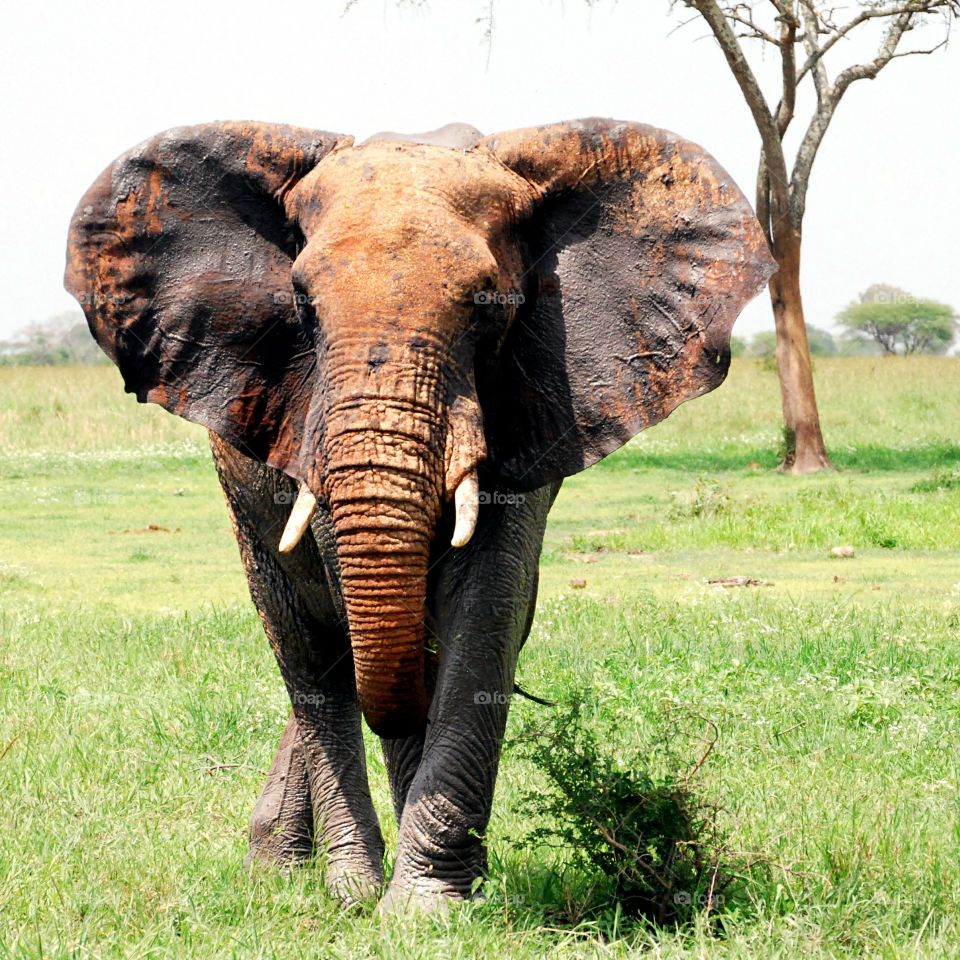 Elephant. Elephant front view