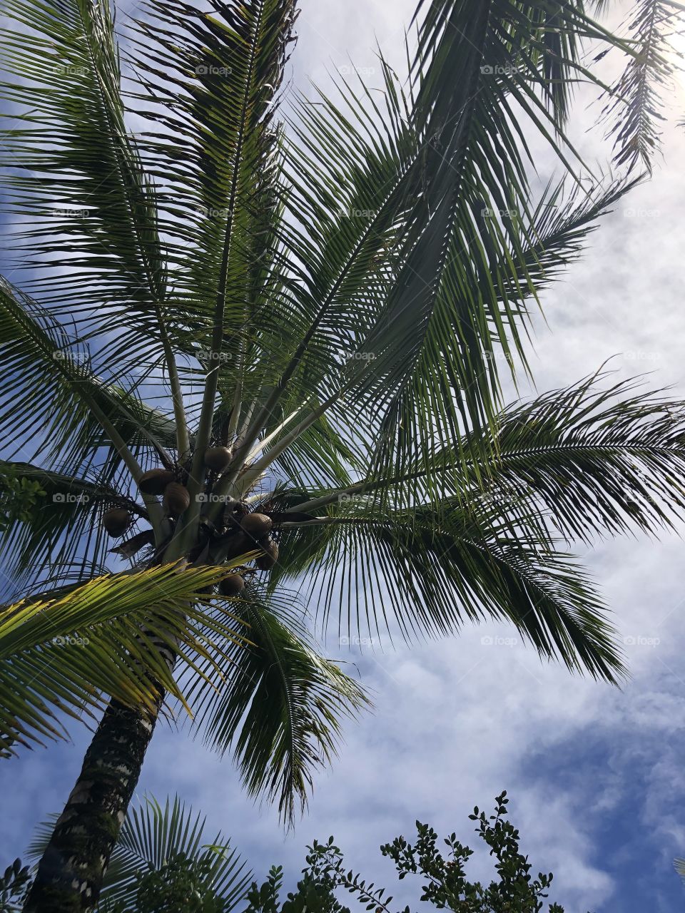 coconut tree with the sky in Hawaii