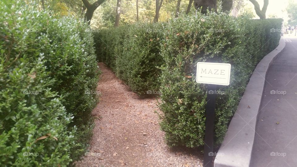 hedges maze