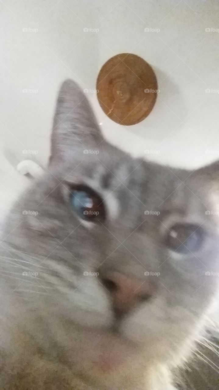 Kitty selfy