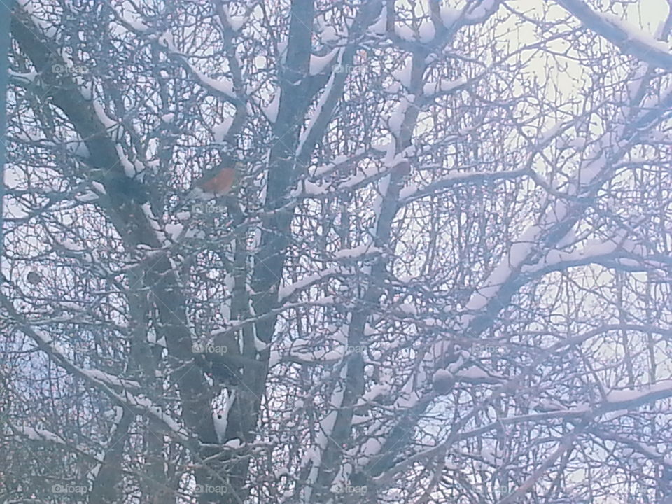 Winter, Frost, Branch, Tree, Snow