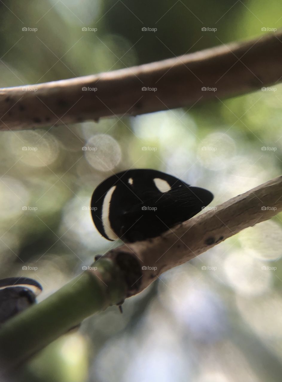 
in the middle of the forest