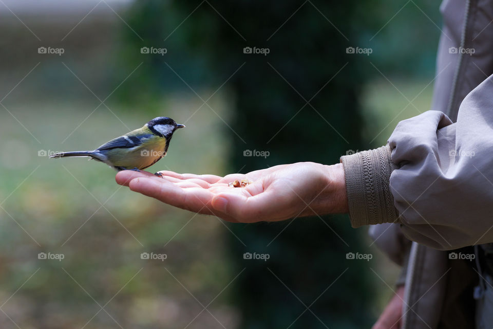 Bird resting on human hand