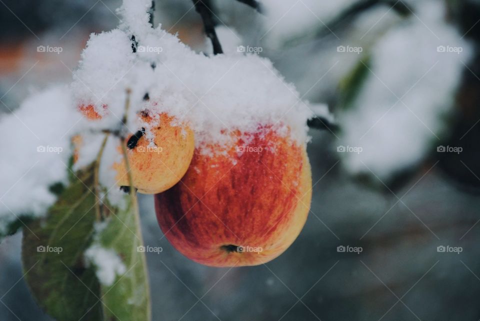 Frozen apples