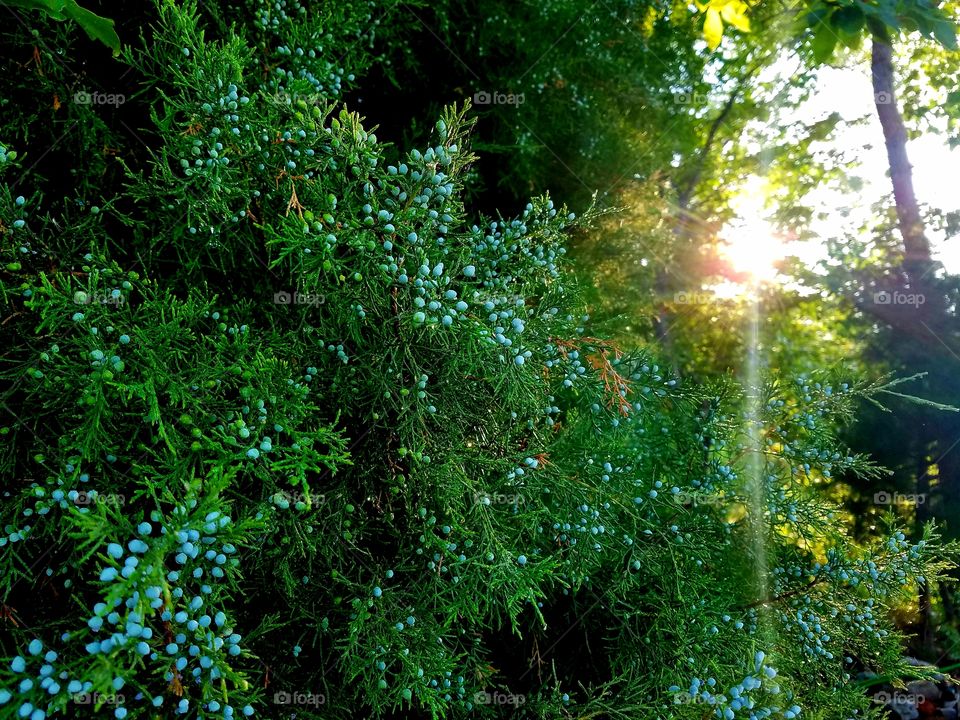 sunbeam peeling through the trees.