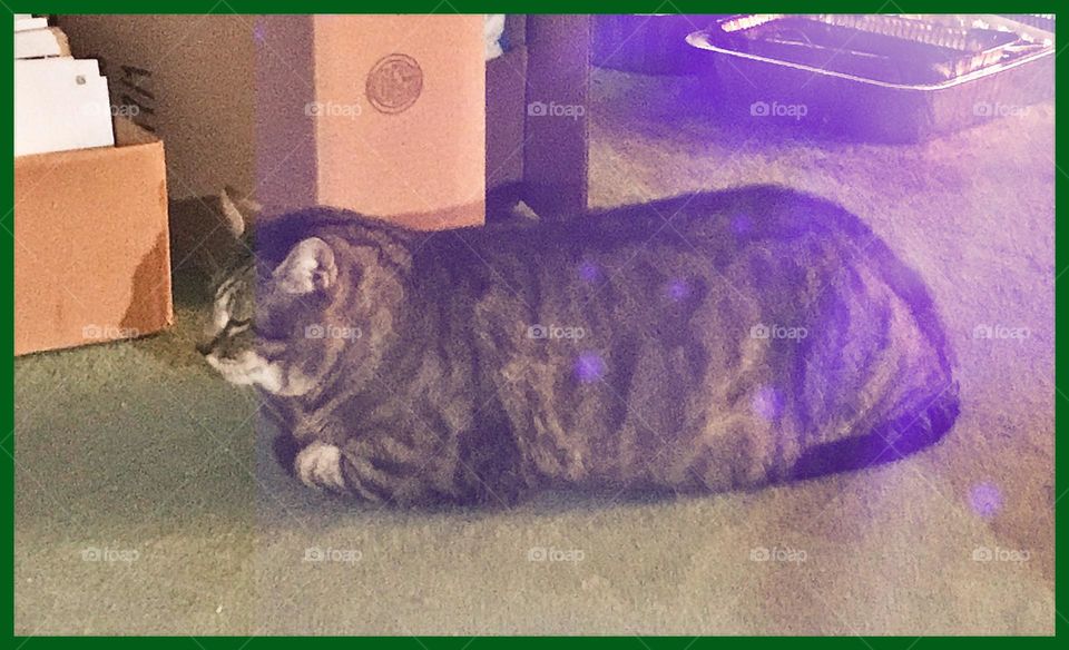 A chubby household cat named Kitty. He is merely kicking it.