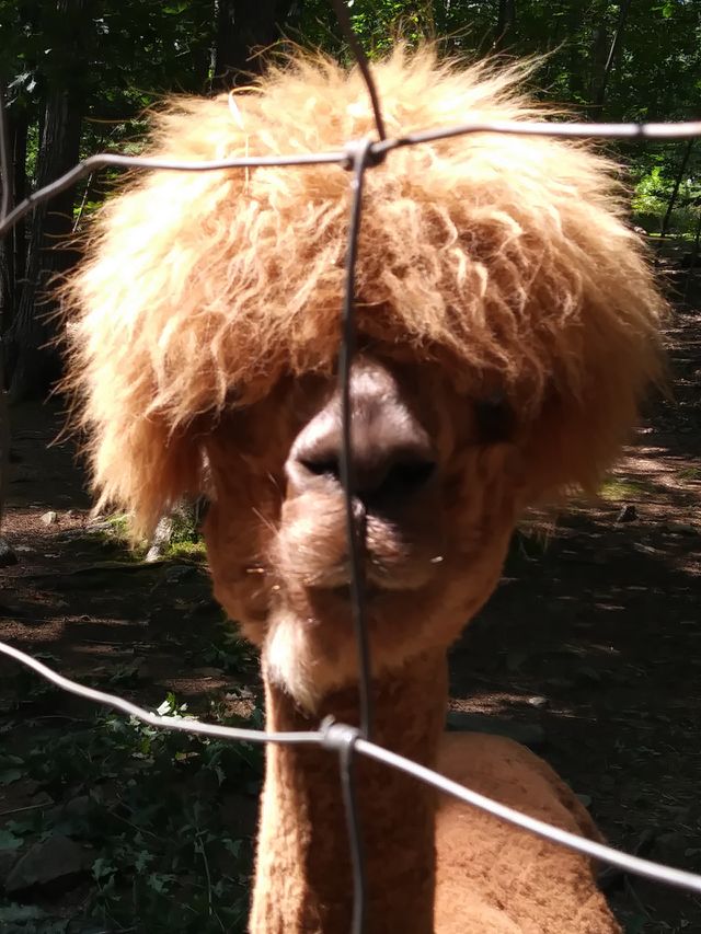 llama