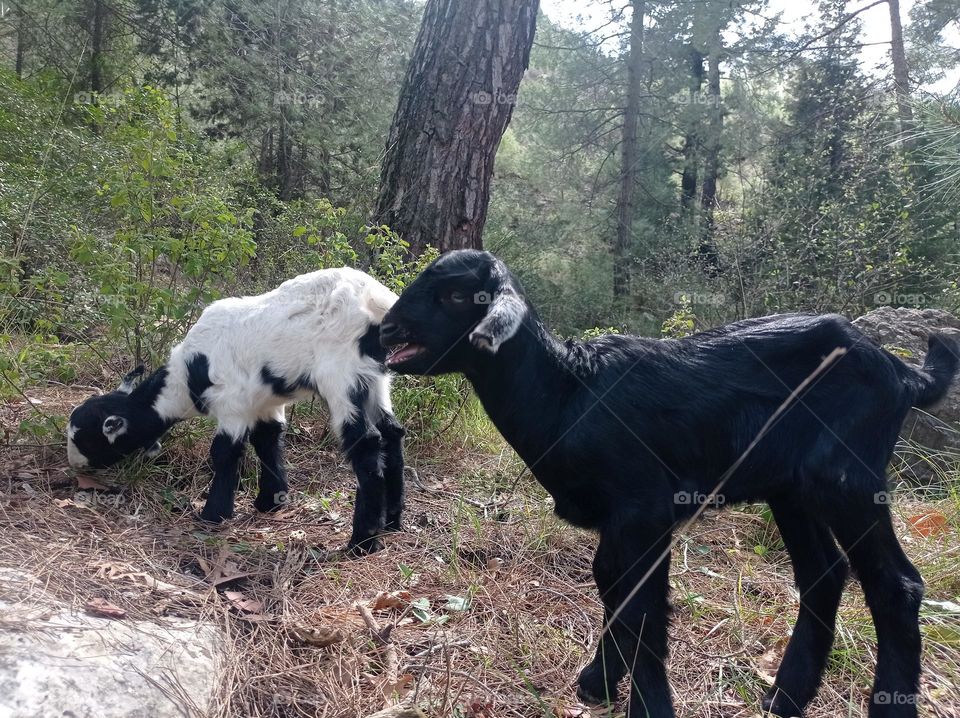 minigoat