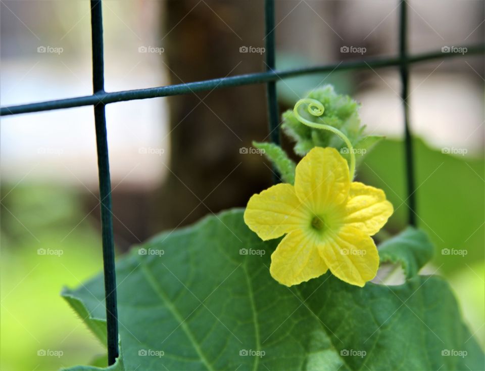 yellow flower waitimg to be transformed into a melon.