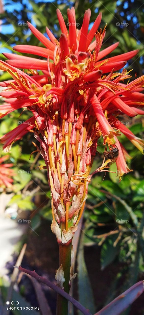 a bee on a red flower.